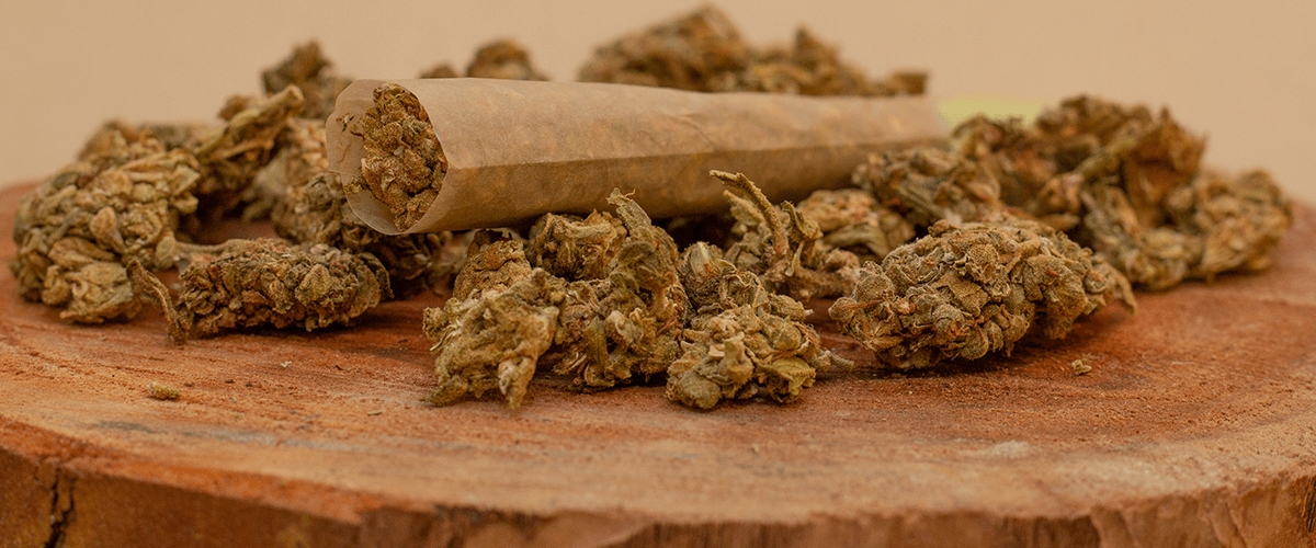 dried old cannabis