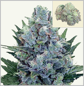 blue cheese weed plant