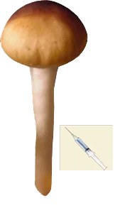 psilocybe cubensis Mazatapec spores syringe