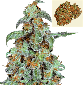 https://www.elephantos.com/images/orangebud-cannabis-seeds-L.png